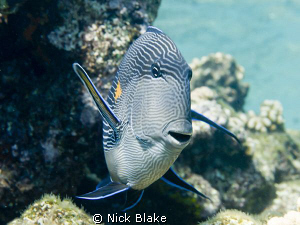 An inquisitive Surgeonfish photographed in the Red Sea
N... by Nick Blake 